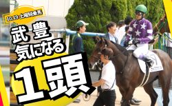 【武豊】土曜京都（10.19）の気になる馬！本日は8頭騎乗！全馬検証！